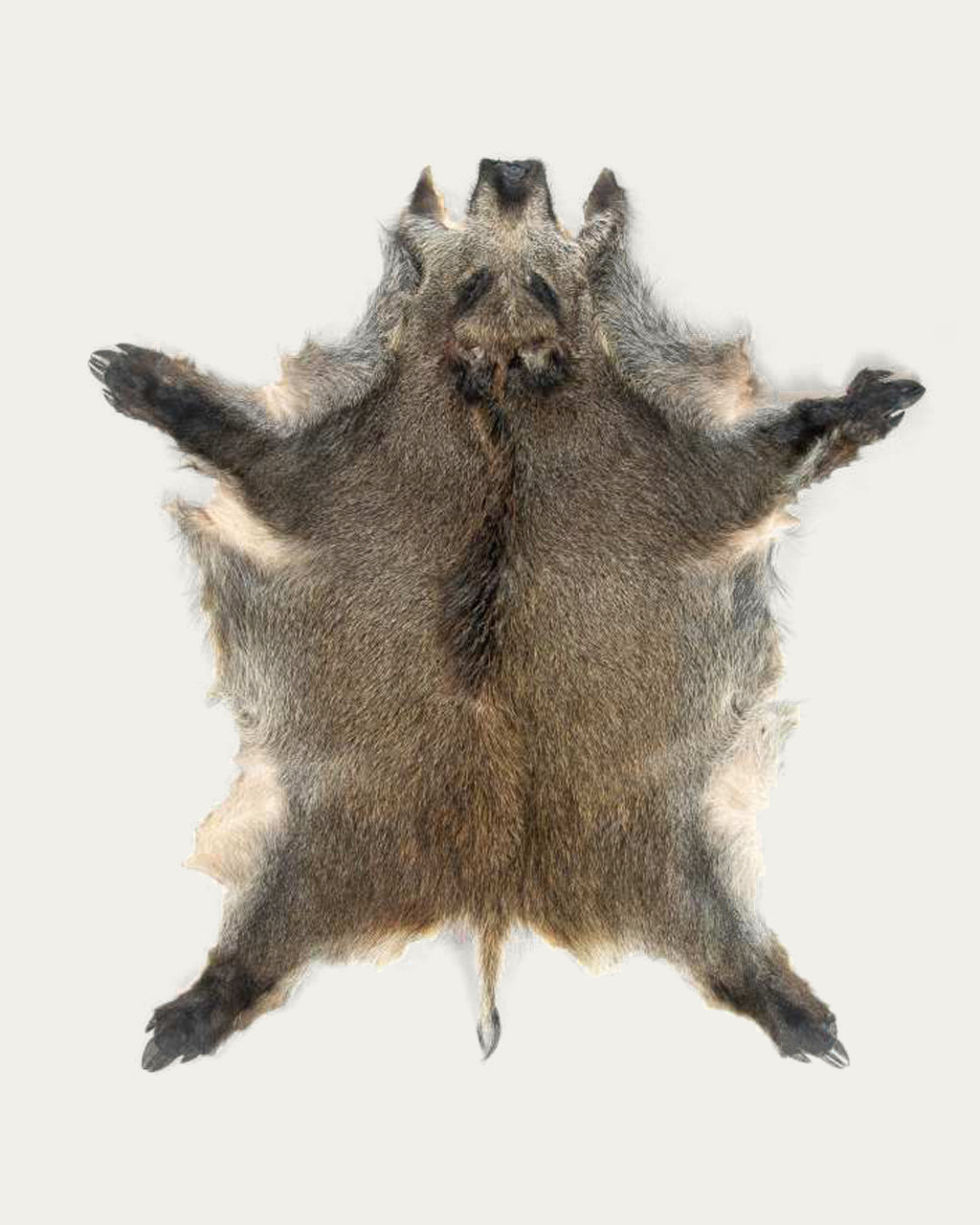 Wild Boar Hide