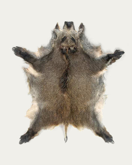 Wild Boar Hide